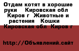 Отдам котят в хорошие руки. - Кировская обл., Киров г. Животные и растения » Кошки   . Кировская обл.,Киров г.